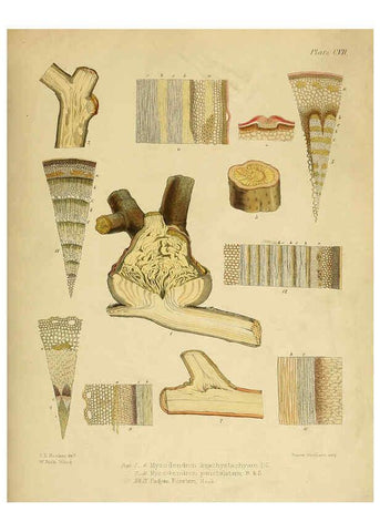 Reproducción/Reproduction 6302965876: The botany of the Antarctic voyage of H.M. discovery ships Erebus and Terror in the Years 1839-1843. v.1. plates London :Reeve Brothers,1844-60