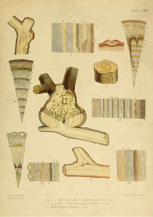 Reproducción/Reproduction 6302965876: The botany of the Antarctic voyage of H.M. discovery ships Erebus and Terror in the Years 1839-1843. v.1. plates London :Reeve Brothers,1844-60