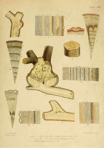 Reproducción/Reproduction 6302965876: The botany of the Antarctic voyage of H.M. discovery ships Erebus and Terror in the Years 1839-1843. v.1. plates London :Reeve Brothers,1844-60