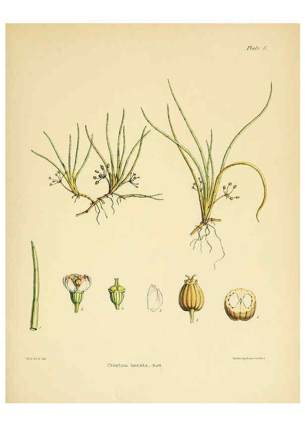 Reproducción/Reproduction 6302964148: The botany of the Antarctic voyage of H.M. discovery ships Erebus and Terror in the Years 1839-1843. v.1. plates London :Reeve Brothers,1844-60
