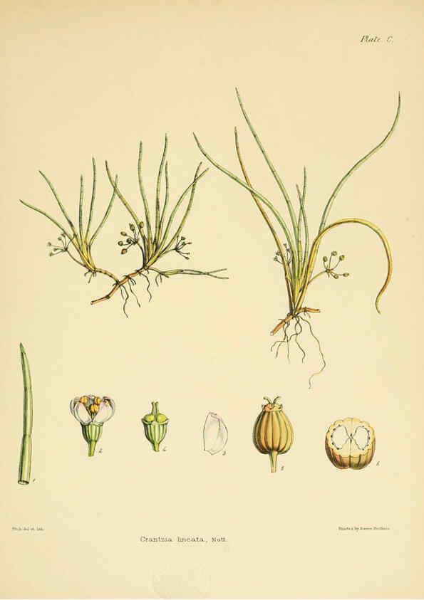 Reproducción/Reproduction 6302964148: The botany of the Antarctic voyage of H.M. discovery ships Erebus and Terror in the Years 1839-1843. v.1. plates London :Reeve Brothers,1844-60