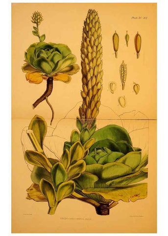 Reproducción/Reproduction 6302434783: The botany of the Antarctic voyage of H.M. discovery ships Erebus and Terror in the Years 1839-1843. v.1. plates London :Reeve Brothers,1844-60