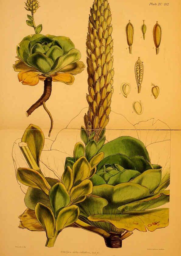 Reproducción/Reproduction 6302434783: The botany of the Antarctic voyage of H.M. discovery ships Erebus and Terror in the Years 1839-1843. v.1. plates London :Reeve Brothers,1844-60
