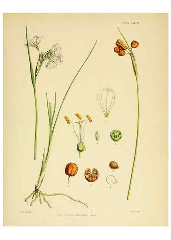 Reproducción/Reproduction 6302971698: The botany of the Antarctic voyage of H.M. discovery ships Erebus and Terror in the Years 1839-1843. v.1. plates London :Reeve Brothers,1844-60