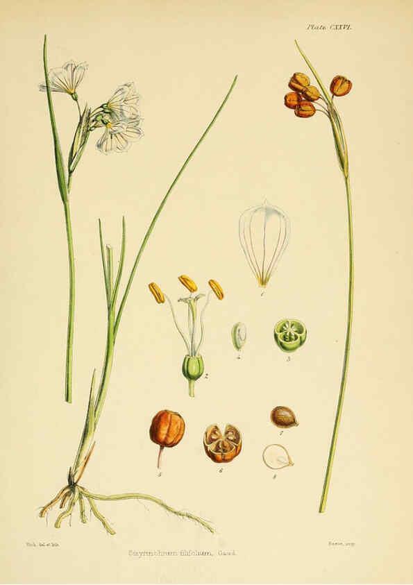 Reproducción/Reproduction 6302971698: The botany of the Antarctic voyage of H.M. discovery ships Erebus and Terror in the Years 1839-1843. v.1. plates London :Reeve Brothers,1844-60
