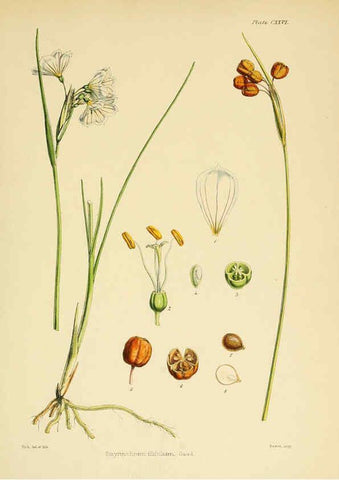 Reproducción/Reproduction 6302971698: The botany of the Antarctic voyage of H.M. discovery ships Erebus and Terror in the Years 1839-1843. v.1. plates London :Reeve Brothers,1844-60