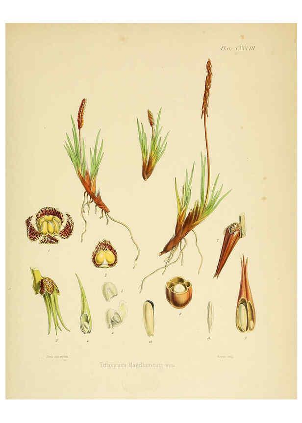 Reproducción/Reproduction 6302974604: The botany of the Antarctic voyage of H.M. discovery ships Erebus and Terror in the Years 1839-1843. v.1. plates London :Reeve Brothers,1844-60