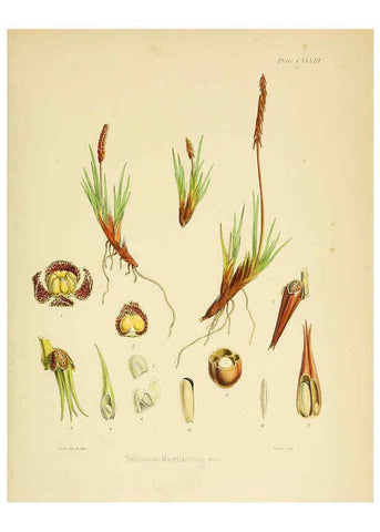 Reproducción/Reproduction 6302974604: The botany of the Antarctic voyage of H.M. discovery ships Erebus and Terror in the Years 1839-1843. v.1. plates London :Reeve Brothers,1844-60