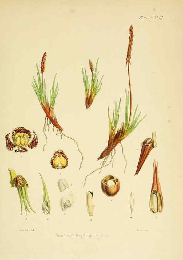 Reproducción/Reproduction 6302974604: The botany of the Antarctic voyage of H.M. discovery ships Erebus and Terror in the Years 1839-1843. v.1. plates London :Reeve Brothers,1844-60
