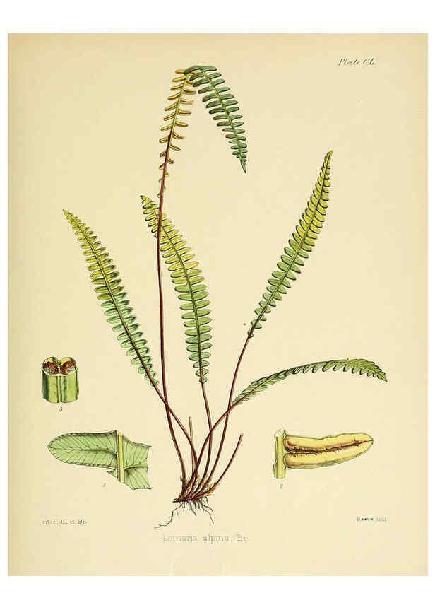 Reproducción/Reproduction 6302457153: The botany of the Antarctic voyage of H.M. discovery ships Erebus and Terror in the Years 1839-1843. v.1. plates London :Reeve Brothers,1844-60