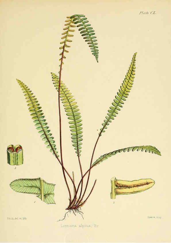 Reproducción/Reproduction 6302457153: The botany of the Antarctic voyage of H.M. discovery ships Erebus and Terror in the Years 1839-1843. v.1. plates London :Reeve Brothers,1844-60