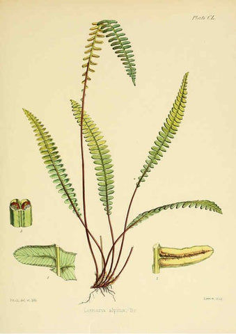 Reproducción/Reproduction 6302457153: The botany of the Antarctic voyage of H.M. discovery ships Erebus and Terror in the Years 1839-1843. v.1. plates London :Reeve Brothers,1844-60