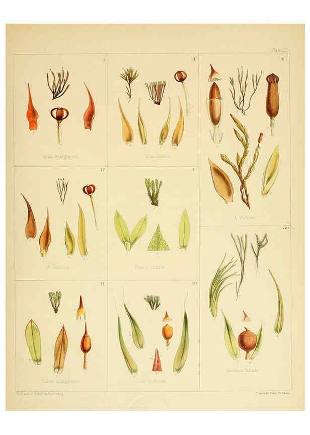 Reproducción/Reproduction 6302983016: The botany of the Antarctic voyage of H.M. discovery ships Erebus and Terror in the Years 1839-1843. v.1. plates London :Reeve Brothers,1844-60