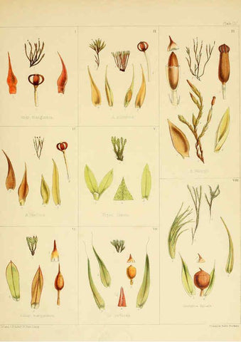 Reproducción/Reproduction 6302983016: The botany of the Antarctic voyage of H.M. discovery ships Erebus and Terror in the Years 1839-1843. v.1. plates London :Reeve Brothers,1844-60