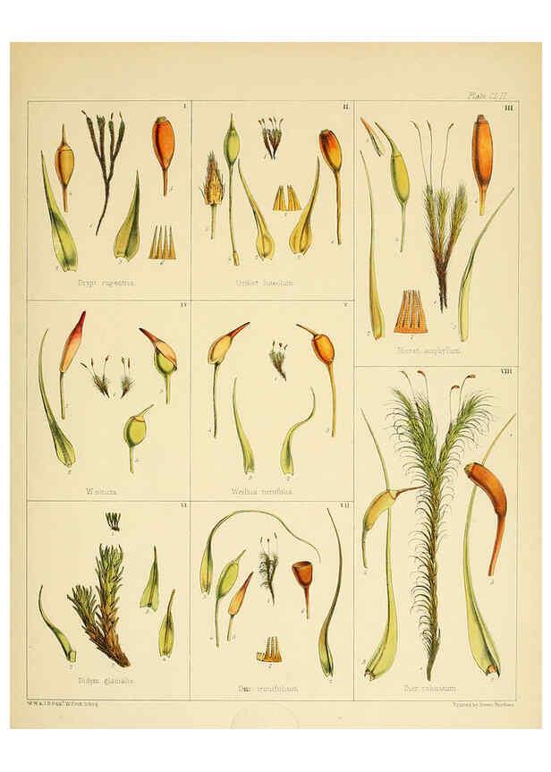 Reproducción/Reproduction 6302983292: The botany of the Antarctic voyage of H.M. discovery ships Erebus and Terror in the Years 1839-1843. v.1. plates London :Reeve Brothers,1844-60