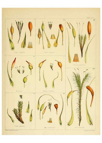 Reproducción/Reproduction 6302983292: The botany of the Antarctic voyage of H.M. discovery ships Erebus and Terror in the Years 1839-1843. v.1. plates London :Reeve Brothers,1844-60