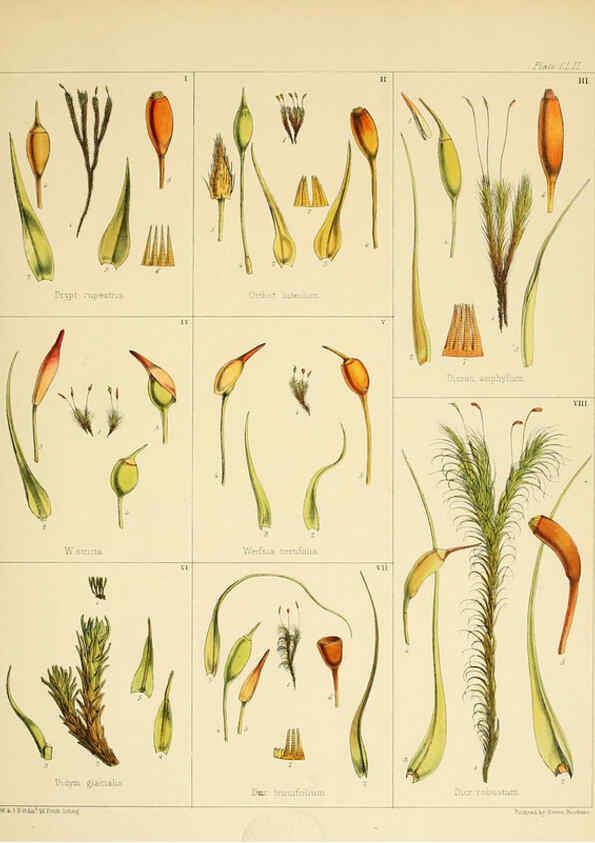 Reproducción/Reproduction 6302983292: The botany of the Antarctic voyage of H.M. discovery ships Erebus and Terror in the Years 1839-1843. v.1. plates London :Reeve Brothers,1844-60
