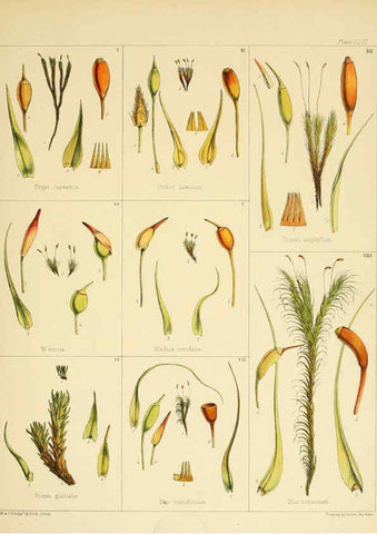 Reproducción/Reproduction 6302983292: The botany of the Antarctic voyage of H.M. discovery ships Erebus and Terror in the Years 1839-1843. v.1. plates London :Reeve Brothers,1844-60