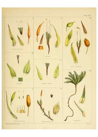 Reproducción/Reproduction 6302983536: The botany of the Antarctic voyage of H.M. discovery ships Erebus and Terror in the Years 1839-1843. v.1. plates London :Reeve Brothers,1844-60