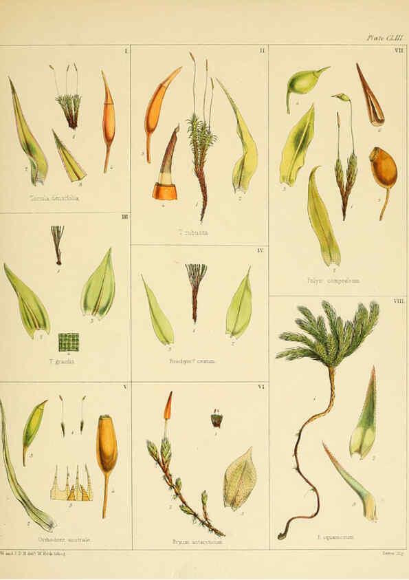 Reproducción/Reproduction 6302983536: The botany of the Antarctic voyage of H.M. discovery ships Erebus and Terror in the Years 1839-1843. v.1. plates London :Reeve Brothers,1844-60