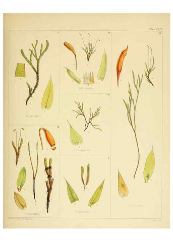 Reproducción/Reproduction 6302984284: The botany of the Antarctic voyage of H.M. discovery ships Erebus and Terror in the Years 1839-1843. v.1. plates London :Reeve Brothers,1844-60
