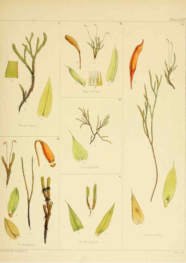 Reproducción/Reproduction 6302984284: The botany of the Antarctic voyage of H.M. discovery ships Erebus and Terror in the Years 1839-1843. v.1. plates London :Reeve Brothers,1844-60