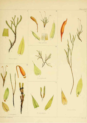 Reproducción/Reproduction 6302984284: The botany of the Antarctic voyage of H.M. discovery ships Erebus and Terror in the Years 1839-1843. v.1. plates London :Reeve Brothers,1844-60