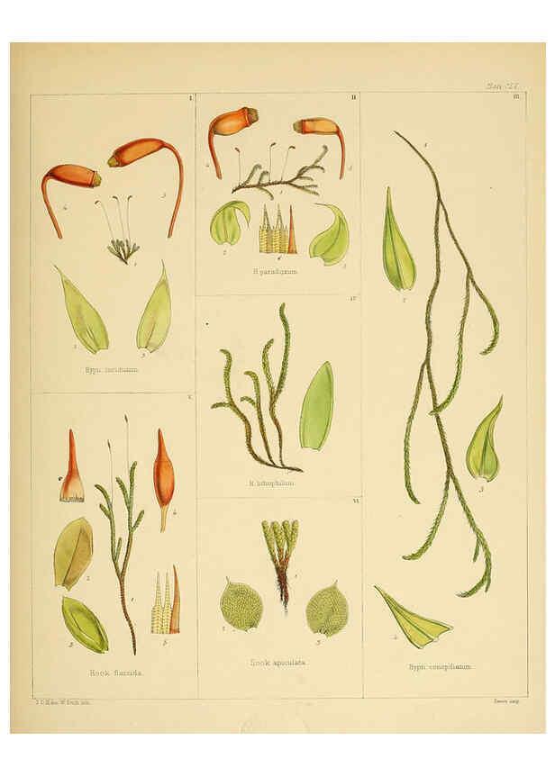 Reproducción/Reproduction 6302458823: The botany of the Antarctic voyage of H.M. discovery ships Erebus and Terror in the Years 1839-1843. v.1. plates London :Reeve Brothers,1844-60