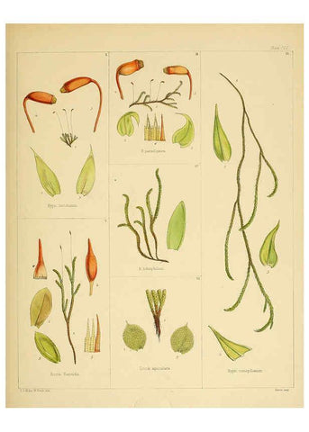 Reproducción/Reproduction 6302458823: The botany of the Antarctic voyage of H.M. discovery ships Erebus and Terror in the Years 1839-1843. v.1. plates London :Reeve Brothers,1844-60