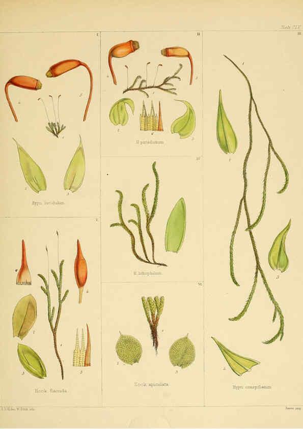 Reproducción/Reproduction 6302458823: The botany of the Antarctic voyage of H.M. discovery ships Erebus and Terror in the Years 1839-1843. v.1. plates London :Reeve Brothers,1844-60