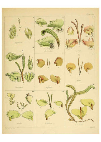Reproducción/Reproduction 6302459031: The botany of the Antarctic voyage of H.M. discovery ships Erebus and Terror in the Years 1839-1843. v.1. plates London :Reeve Brothers,1844-60