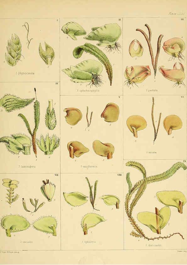 Reproducción/Reproduction 6302459031: The botany of the Antarctic voyage of H.M. discovery ships Erebus and Terror in the Years 1839-1843. v.1. plates London :Reeve Brothers,1844-60