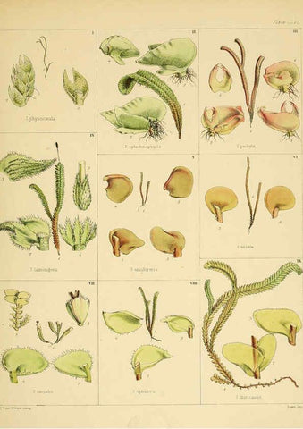 Reproducción/Reproduction 6302459031: The botany of the Antarctic voyage of H.M. discovery ships Erebus and Terror in the Years 1839-1843. v.1. plates London :Reeve Brothers,1844-60
