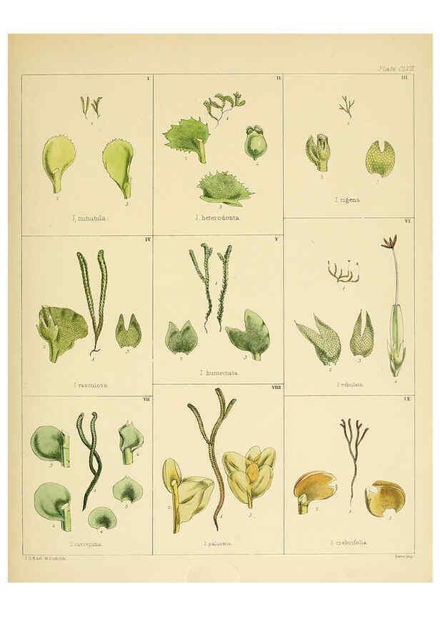 Reproducción/Reproduction 6302459223: The botany of the Antarctic voyage of H.M. discovery ships Erebus and Terror in the Years 1839-1843. v.1. plates London :Reeve Brothers,1844-60