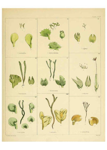 Reproducción/Reproduction 6302459223: The botany of the Antarctic voyage of H.M. discovery ships Erebus and Terror in the Years 1839-1843. v.1. plates London :Reeve Brothers,1844-60