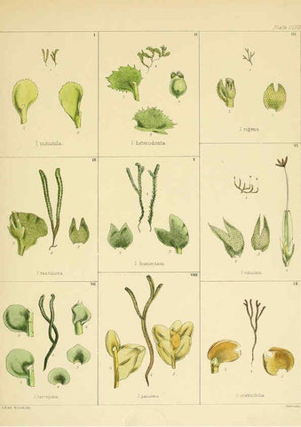 Reproducción/Reproduction 6302459223: The botany of the Antarctic voyage of H.M. discovery ships Erebus and Terror in the Years 1839-1843. v.1. plates London :Reeve Brothers,1844-60