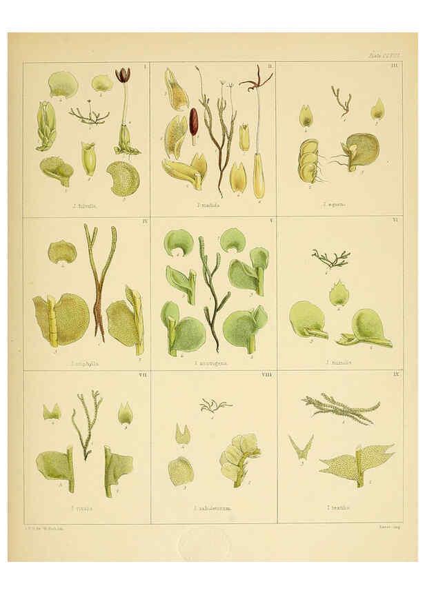 Reproducción/Reproduction 6302459433: The botany of the Antarctic voyage of H.M. discovery ships Erebus and Terror in the Years 1839-1843. v.1. plates London :Reeve Brothers,1844-60