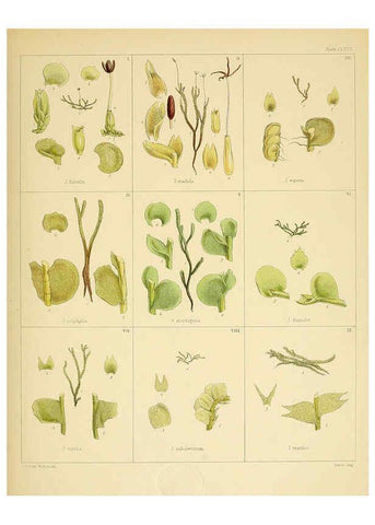 Reproducción/Reproduction 6302459433: The botany of the Antarctic voyage of H.M. discovery ships Erebus and Terror in the Years 1839-1843. v.1. plates London :Reeve Brothers,1844-60