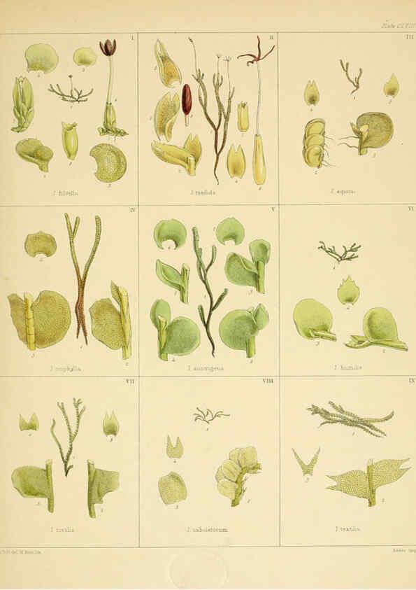 Reproducción/Reproduction 6302459433: The botany of the Antarctic voyage of H.M. discovery ships Erebus and Terror in the Years 1839-1843. v.1. plates London :Reeve Brothers,1844-60