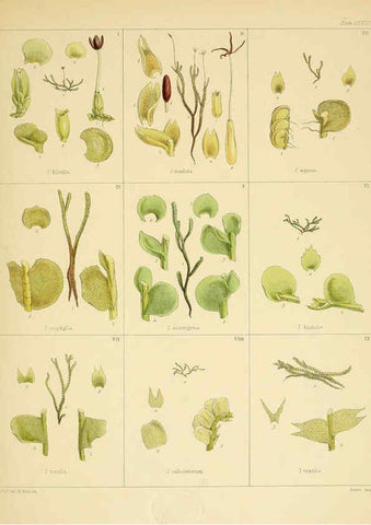 Reproducción/Reproduction 6302459433: The botany of the Antarctic voyage of H.M. discovery ships Erebus and Terror in the Years 1839-1843. v.1. plates London :Reeve Brothers,1844-60