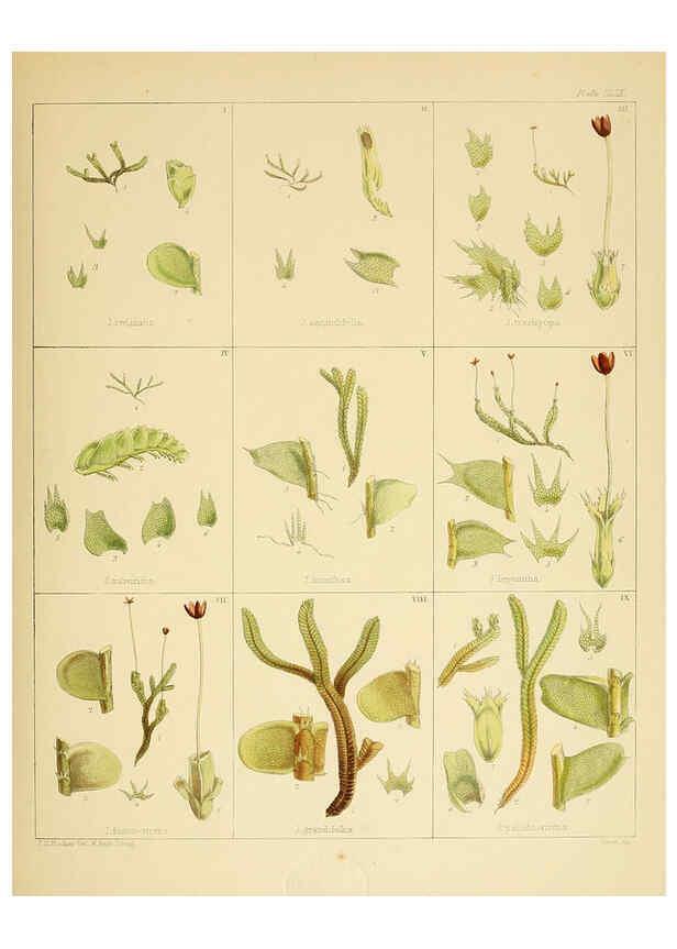 Reproducción/Reproduction 6302985442: The botany of the Antarctic voyage of H.M. discovery ships Erebus and Terror in the Years 1839-1843. v.1. plates London :Reeve Brothers,1844-60
