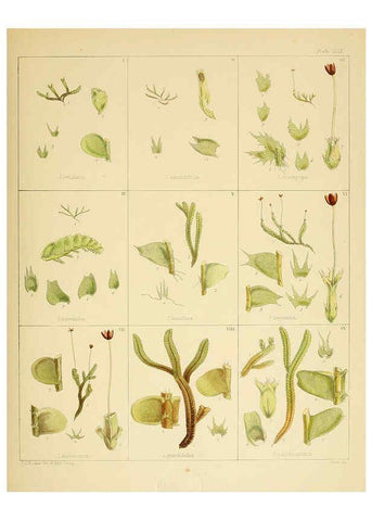 Reproducción/Reproduction 6302985442: The botany of the Antarctic voyage of H.M. discovery ships Erebus and Terror in the Years 1839-1843. v.1. plates London :Reeve Brothers,1844-60
