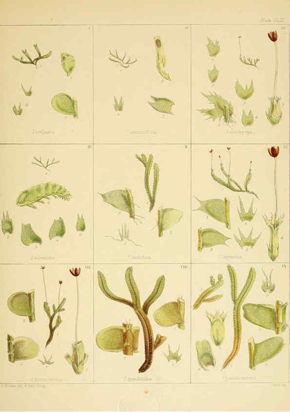 Reproducción/Reproduction 6302985442: The botany of the Antarctic voyage of H.M. discovery ships Erebus and Terror in the Years 1839-1843. v.1. plates London :Reeve Brothers,1844-60
