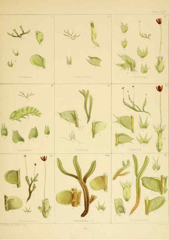 Reproducción/Reproduction 6302985442: The botany of the Antarctic voyage of H.M. discovery ships Erebus and Terror in the Years 1839-1843. v.1. plates London :Reeve Brothers,1844-60