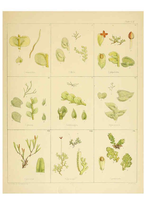 Reproducción/Reproduction 6302460241: The botany of the Antarctic voyage of H.M. discovery ships Erebus and Terror in the Years 1839-1843. v.1. plates London :Reeve Brothers,1844-60