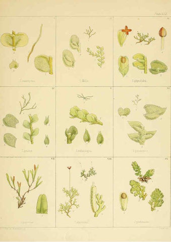 Reproducción/Reproduction 6302460241: The botany of the Antarctic voyage of H.M. discovery ships Erebus and Terror in the Years 1839-1843. v.1. plates London :Reeve Brothers,1844-60