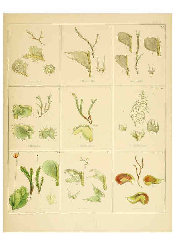 Reproducción/Reproduction 6302460485: The botany of the Antarctic voyage of H.M. discovery ships Erebus and Terror in the Years 1839-1843. v.1. plates London :Reeve Brothers,1844-60