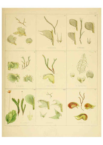 Reproducción/Reproduction 6302460485: The botany of the Antarctic voyage of H.M. discovery ships Erebus and Terror in the Years 1839-1843. v.1. plates London :Reeve Brothers,1844-60