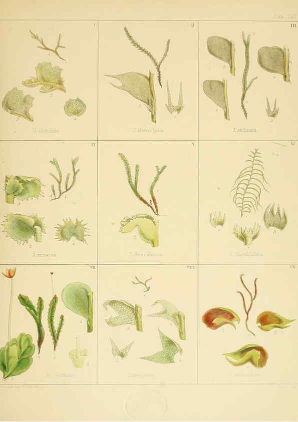 Reproducción/Reproduction 6302460485: The botany of the Antarctic voyage of H.M. discovery ships Erebus and Terror in the Years 1839-1843. v.1. plates London :Reeve Brothers,1844-60
