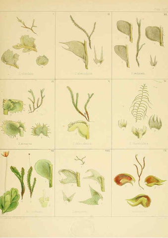 Reproducción/Reproduction 6302460485: The botany of the Antarctic voyage of H.M. discovery ships Erebus and Terror in the Years 1839-1843. v.1. plates London :Reeve Brothers,1844-60